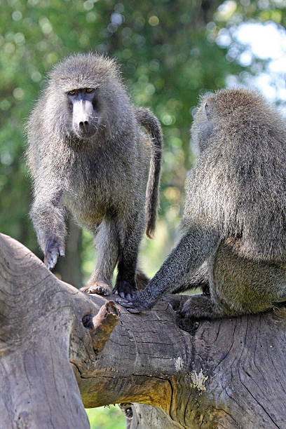 istock Couple of olive baboons on a tree 531928973