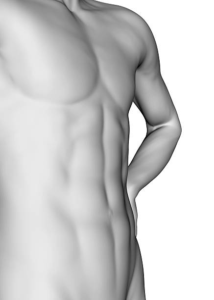 istock Male Muscle - 3D 531929046