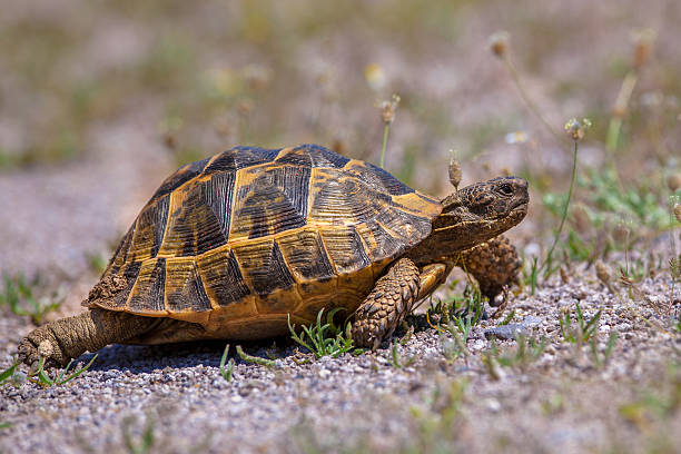 istock Moving Adult Spur-thighed tortoise 531929074