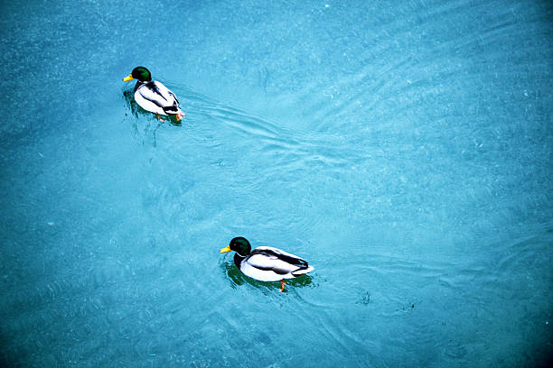 istock Ducks swimming in beautiful blue lake. 531929156