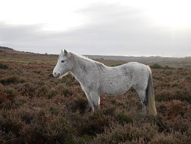 istock wild grey horse standing new forest winter twilight backlit 531929841