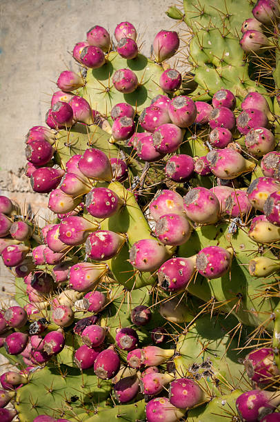 Opuntia Ficus Indica Figs stock photo