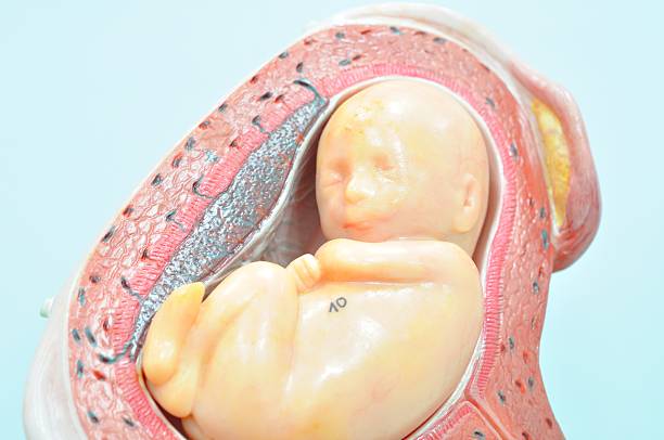 istock fetus in fifth month in dorsal position 531930115