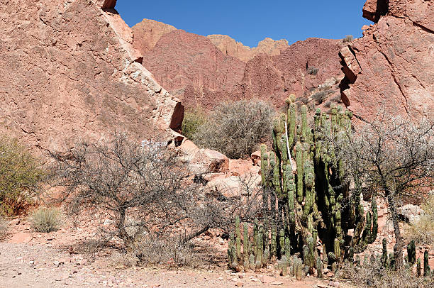 istock South America, Bolivia expedition 531930548