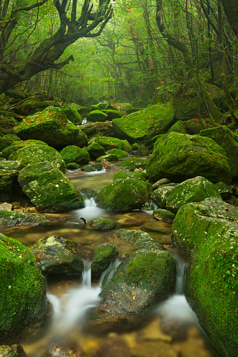 A river through lush rainforest along the Shiratani Unsuikyo trail (白谷雲水峡) on the southern island of Yakushima (屋久島), Japan.
