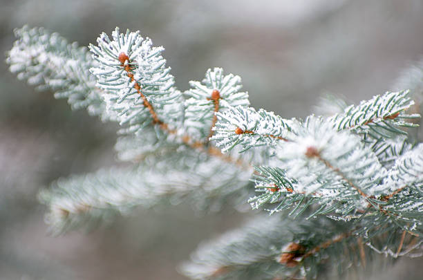 istock frost covered spruce, pine or firs tree branch 531931553
