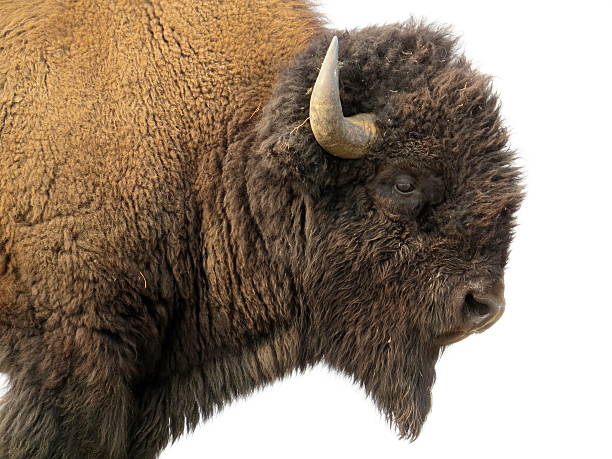 istock Bison in Yellowstone National Park 531931800