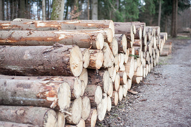 istock Wooden Logs in Forest 531932695