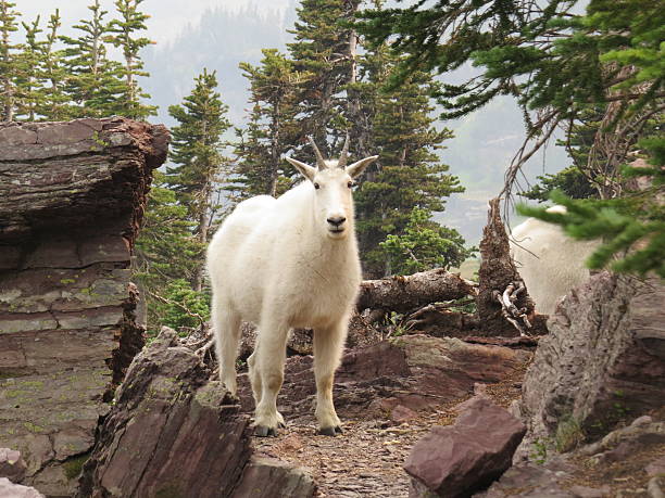 istock Mountain goat in Glacier National Park 531933212