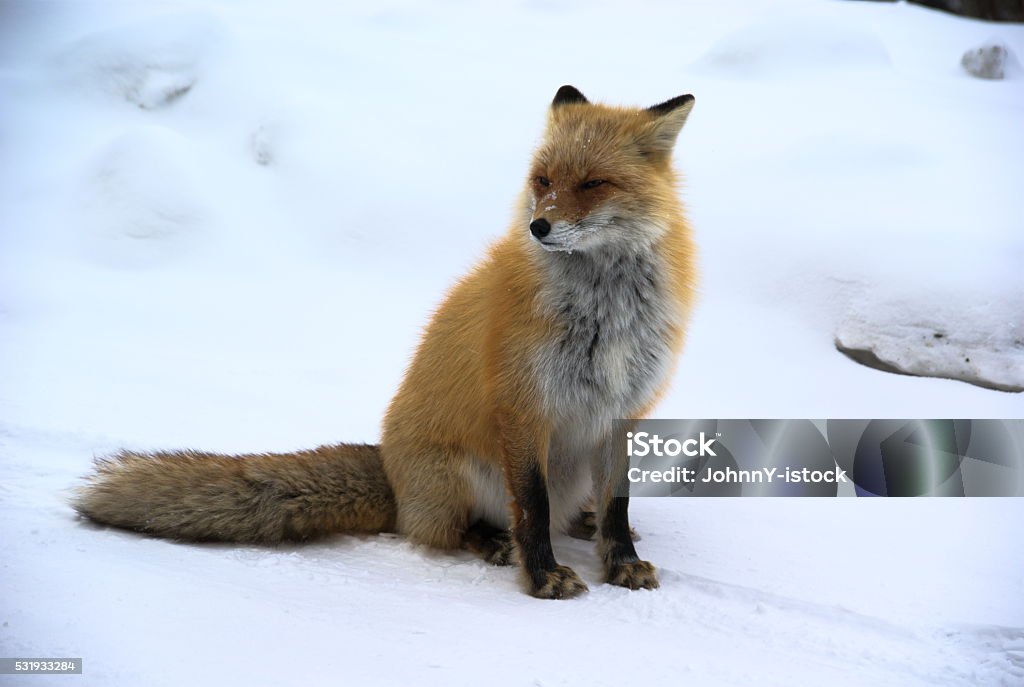 Zorro japonés - Foto de stock de Aire libre libre de derechos