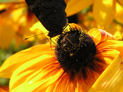 Black butterfly sitting on a yellow flower.