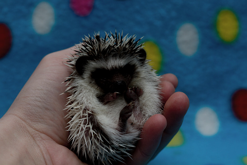 small, adorable, funny and adorable hedgehog in a ball lying in the palm breeder