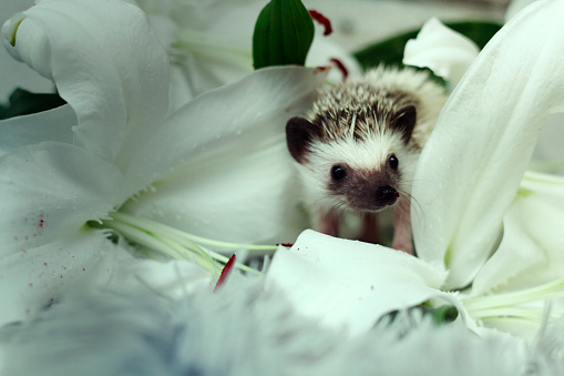 beautiful, cute, comic and young hedgehog baby on the plush carpet in the background of white lilies