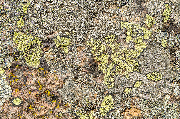 istock Lichens are symbiotic fungi and algae. 531935808