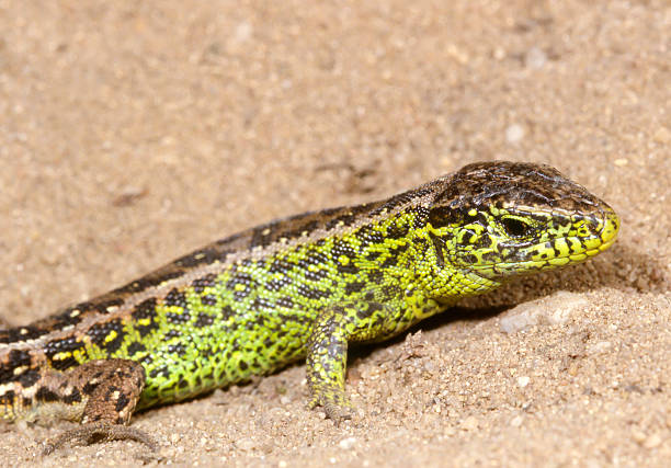 arena lizard (lacerta agilis) de sexo masculino - lacerta agilis fotografías e imágenes de stock