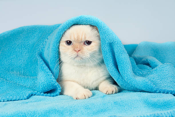 1,300+ Good Morning Kitten Stock Photos, Pictures & Royalty-Free Images ...