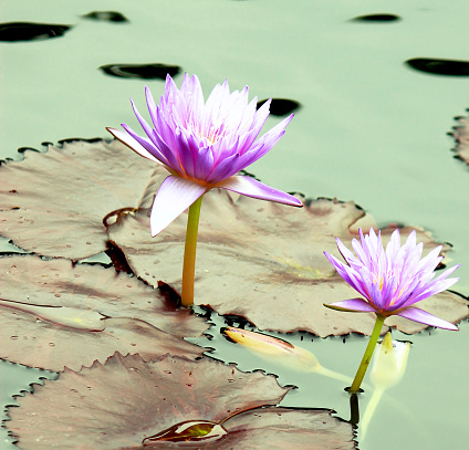 Purple water lily, lotuses