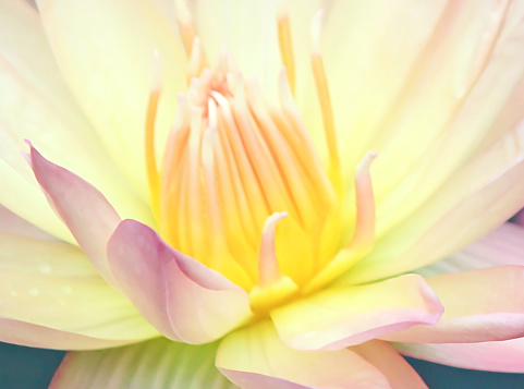 Close up of water lily