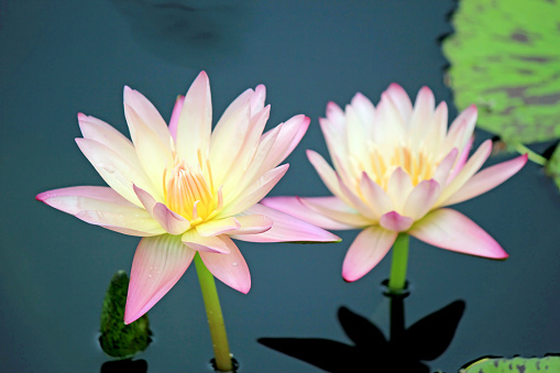 Gentle pink water lilies, lotuses