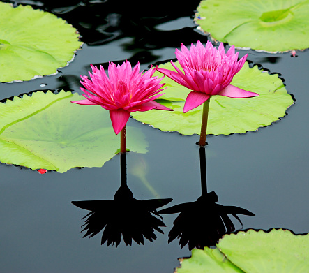 Bright pink water lilies, lotuses