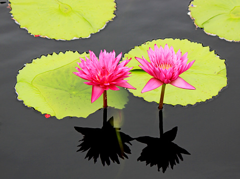 Bright pink water lilies, lotuses