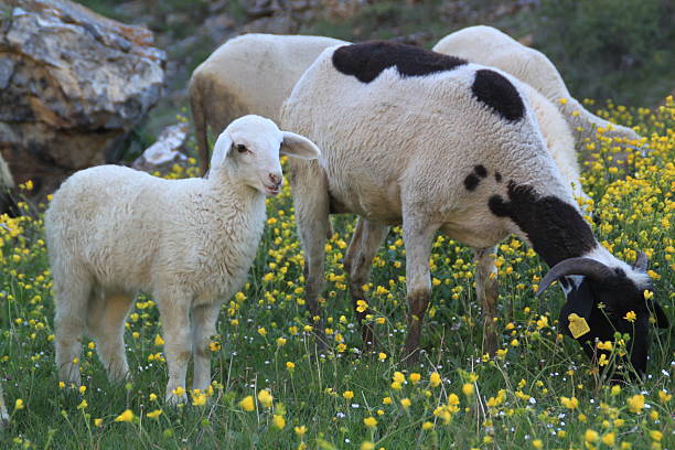 istock Sheep Flocks - Ranunculus acris Flowers 531938050