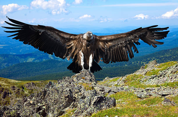 vulture  against rocky background full length shot of vulture  against rocky background eurasian griffon vulture photos stock pictures, royalty-free photos & images