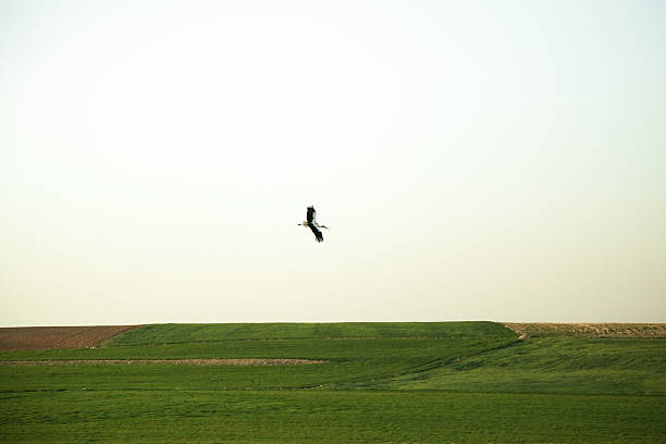 istock Stork flying in the field 531942130