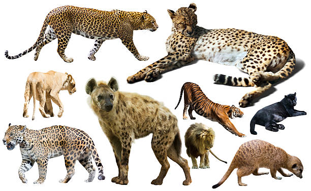 istock Set of wild mammals isolated over white 531942752