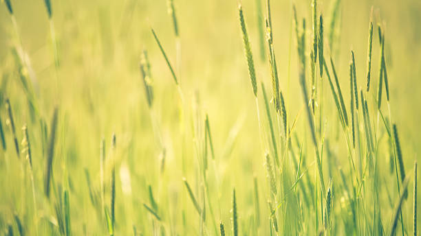 istock Tall Grass In Summer Sunshine 531943150