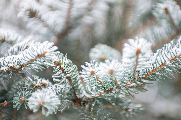istock frost covered spruce, pine, firs tree branch 531947345