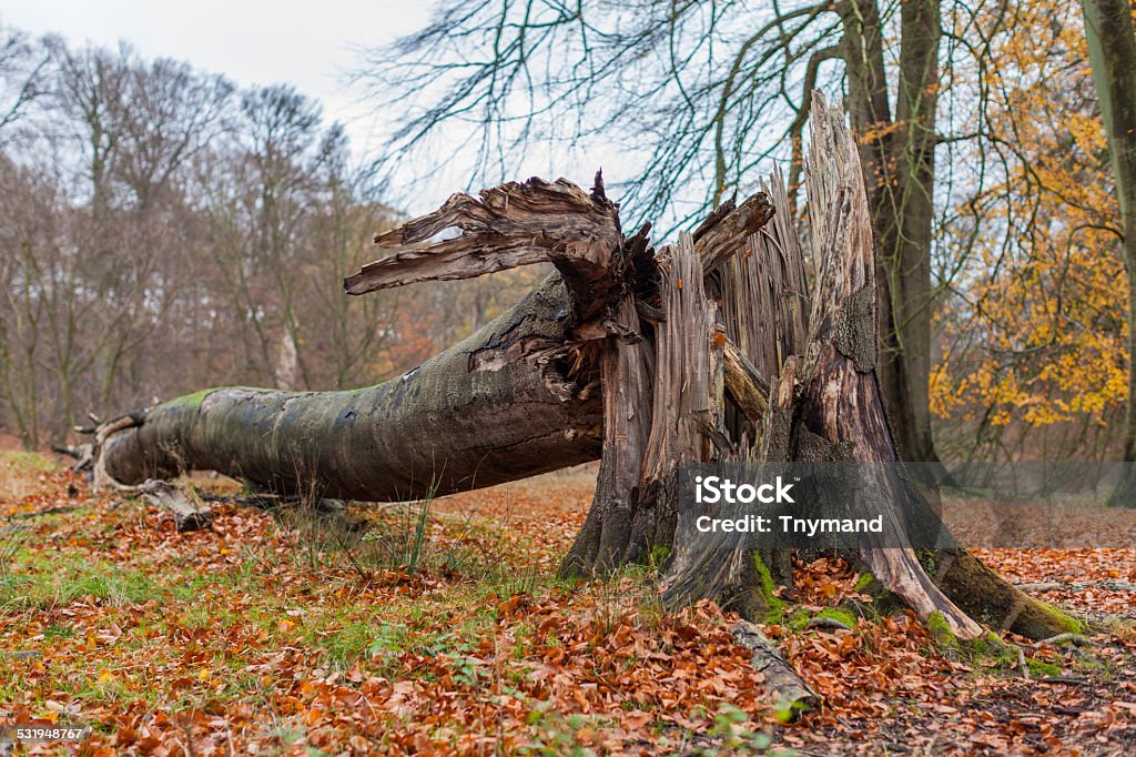 Broken Tree nach Sturm oder Hurrikan - Lizenzfrei 2015 Stock-Foto