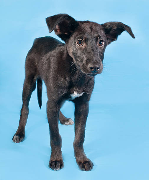 istock Black puppy with white spot standing on blue 531949583