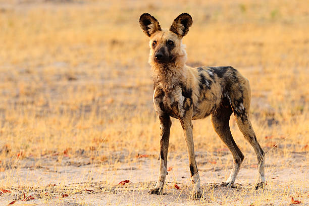 cão selvagem - hwange national park - fotografias e filmes do acervo