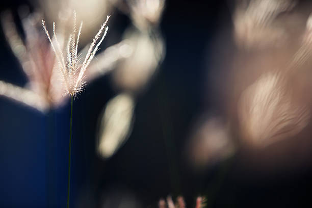 istock abstract of dry reeds grass, shallow DOF. 531950287