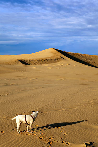 Male hikers walk through sand dunes in the desert, leaving footprints on the sand. Hami, Xinjiang, China