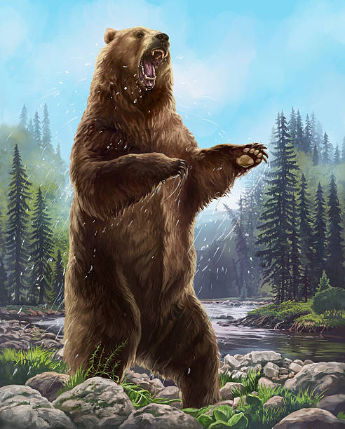 агрессивный медведь. - big bear stock illustrations