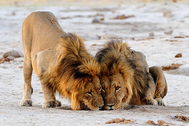 istock Male lions 531951919