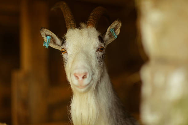 istock Goat looks out of Barn 531952037