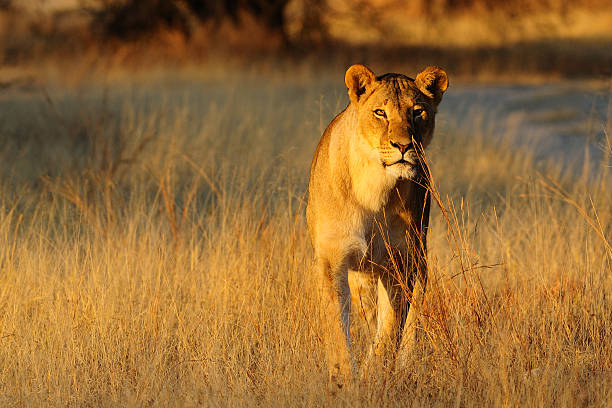 istock Lioness standing in the dry grass 531952195
