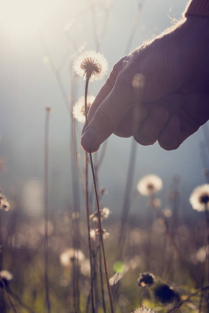 istock Man reaching down to pick a dandelion clock 531952415