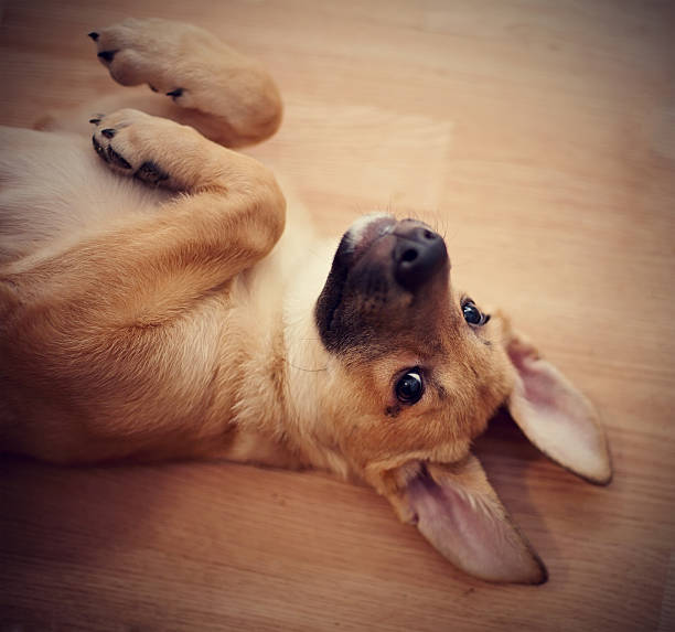 istock Portrait of a lovely amusing puppy. 531952813