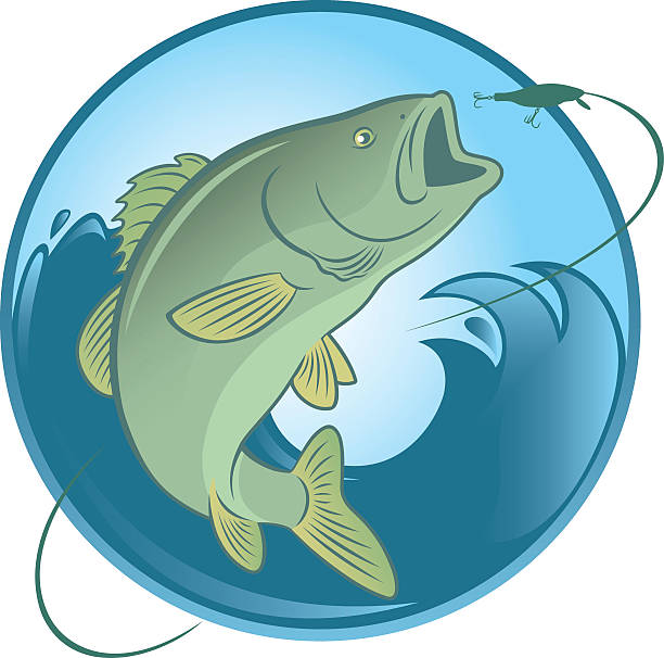 fish bass the picture shows the fish bass ocean perch stock illustrations