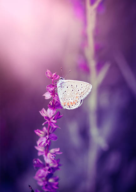 istock Butterfly on the wild flower 531953967