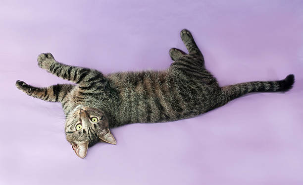 istock Tabby cat with green eyes lying on purple 531954119