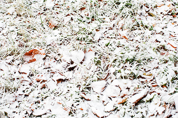 istock Snowy autumn leaves and grass 531954423