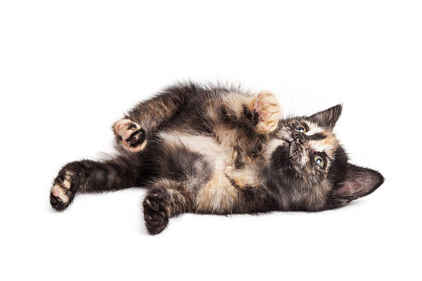 istock Frisky Tortie Kitty Over White 531964490