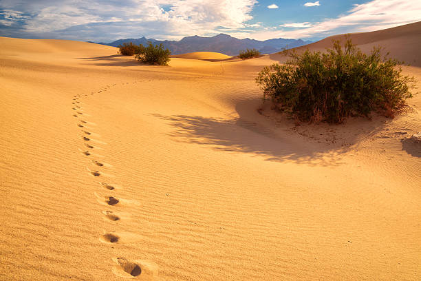 huellas en la arena en las dunas - sand dune sand orange california fotografías e imágenes de stock