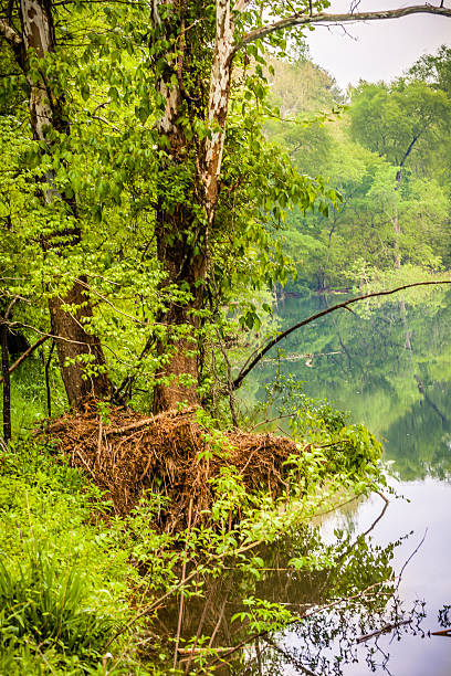 Trees along Eno River A walk through the hiking trail beneath the trees of Eno River State Park, has captured this image of a spring landscape on a stormy afternoon, right after the rain. This is a natural park in the northern part of Durham in North Carolina, just few miles away from Duke University. It's a beautiful place to hike where you can see pristine rustic sceneries and wildlife on its way. eno river stock pictures, royalty-free photos & images