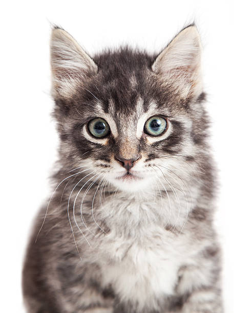 istock Closeup portrait black tabby kitten 531964758